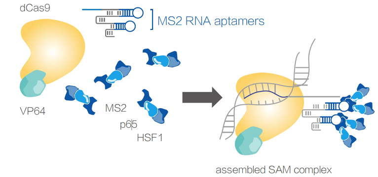 crispr/cas9 _价格-bv韦德体育app-厂家